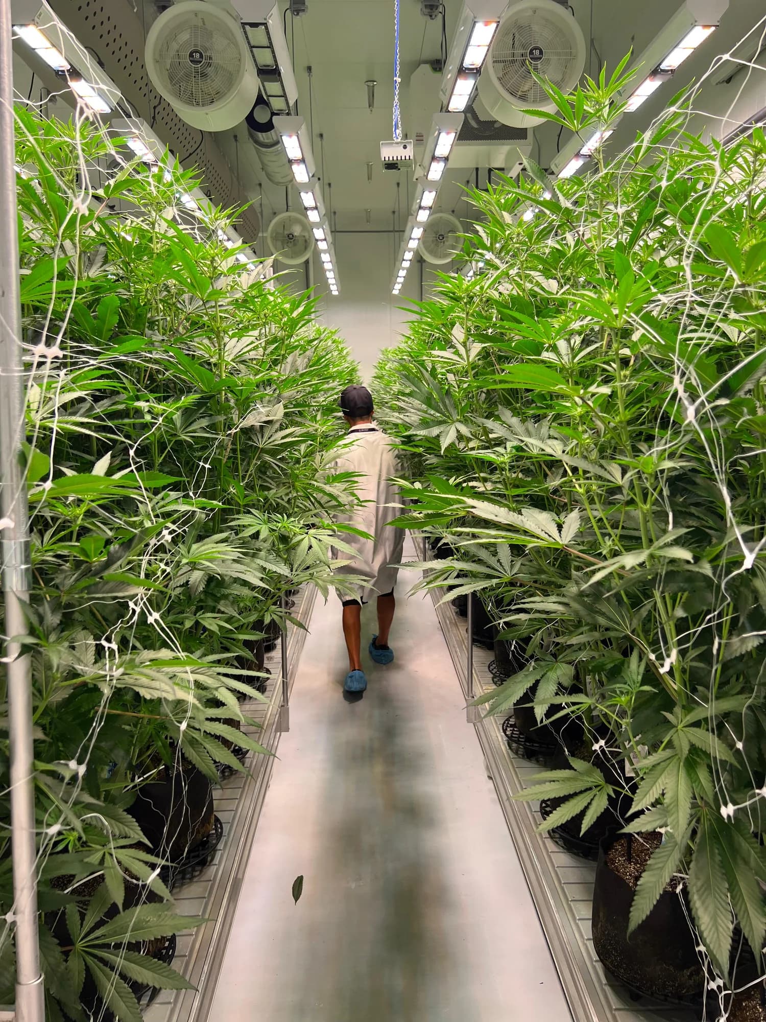 Medical cannabis facility