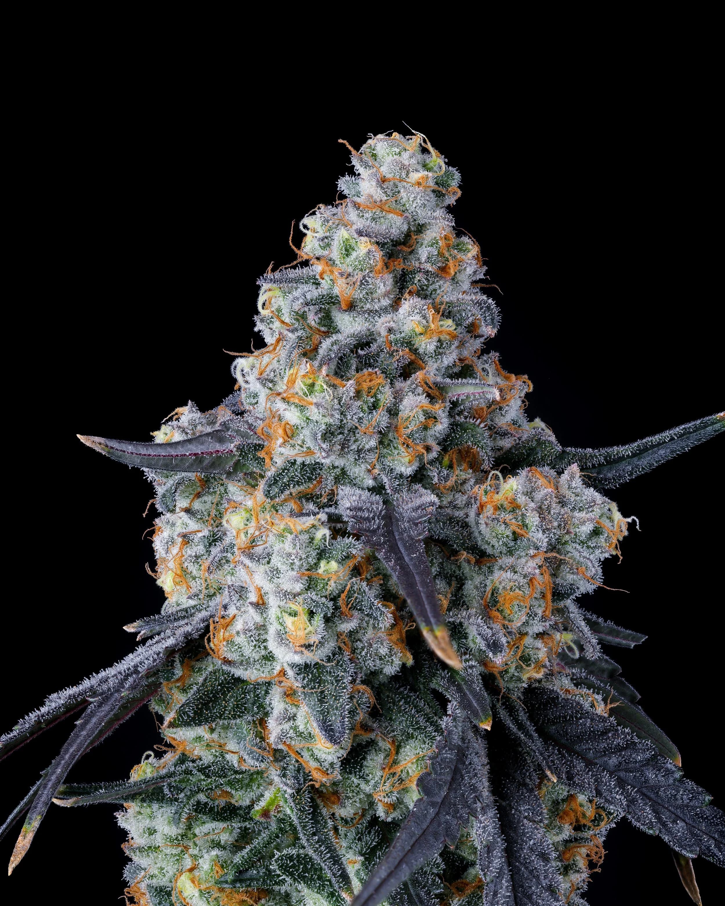 Britscotti Medical team